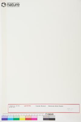 Antennaria monocephala