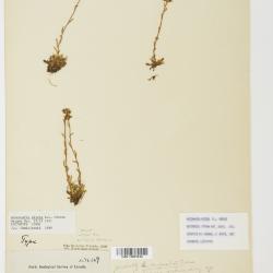 Antennaria monocephala