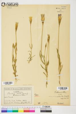 Gentianopsis macounii