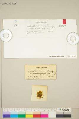 Sematophyllum angusticuspis