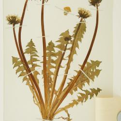 Taraxacum uberilobum