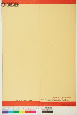 Thalictrum occidentale