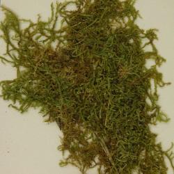 Calliergonella lindbergii