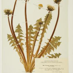 Taraxacum uberilobum