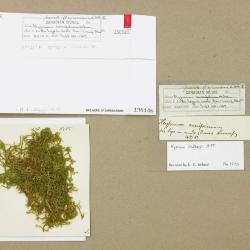 Calliergonella lindbergii