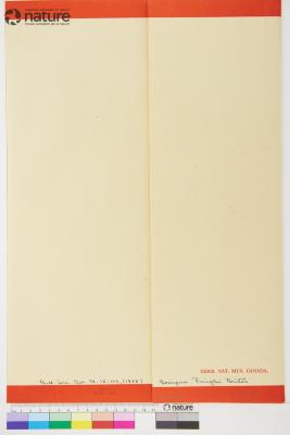 Scirpus Tourn. ex L.