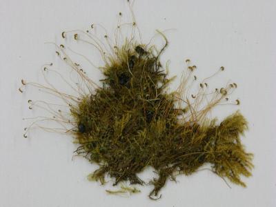 Pseudocampylium radicale