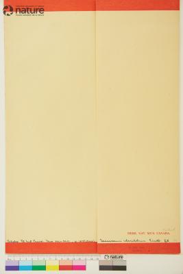 Taraxacum uberilobum