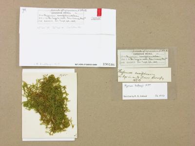 Calliergonella lindbergii