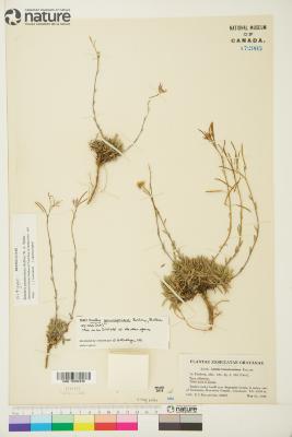 Boechera gunnisoniana