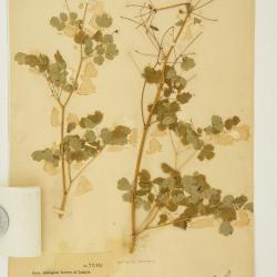 Thalictrum occidentale