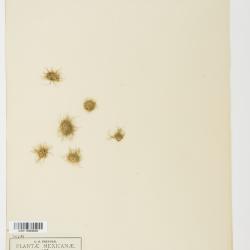 Scirpus Tourn. ex L.