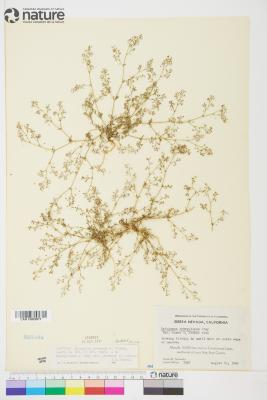 Eriogonum spergulinum