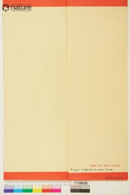 Layia septentrionalis