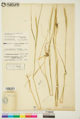 Elymus L.