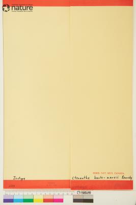 Ctenanthe burle-marxii