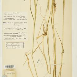 Elymus L.