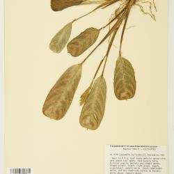 Ctenanthe burle-marxii