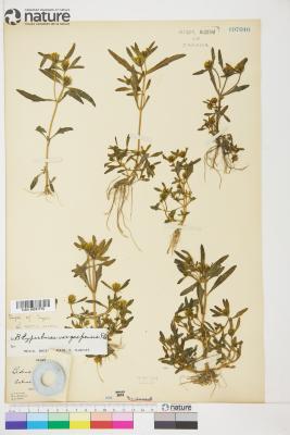 Bidens hyperborea