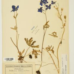 Delphinium menziesii