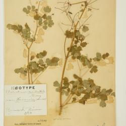 Thalictrum occidentale