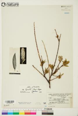Salix tyrrellii