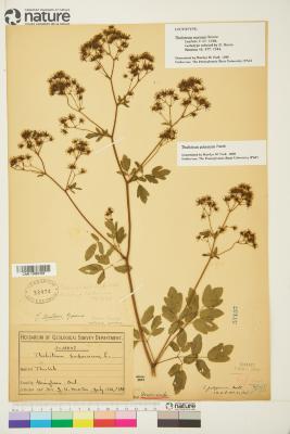 Thalictrum pubescens