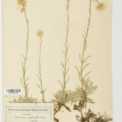 Antennaria erigeroides