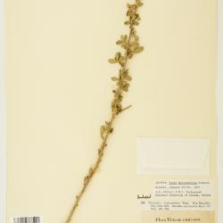 Bernardia myricifolia