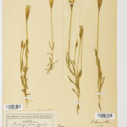 Gentianopsis macounii