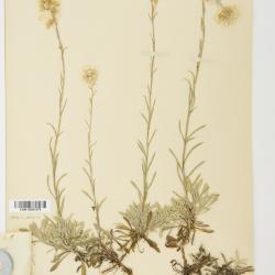 Antennaria erigeroides