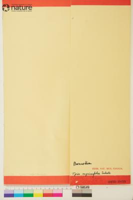 Bernardia myricifolia