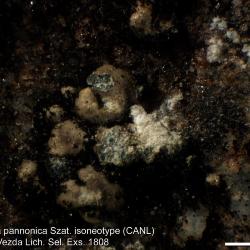 Lecanora pannonica