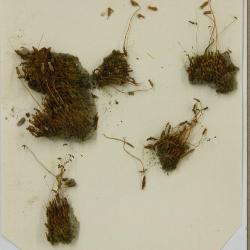 Oligotrichum hercynicum