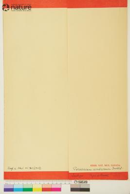 Taraxacum ceratophorum