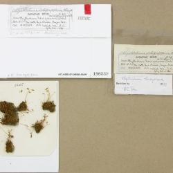 Oligotrichum hercynicum