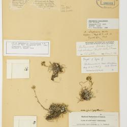 Antennaria friesiana