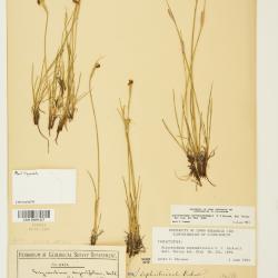 Sisyrinchium septentrionale