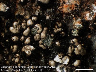 Lecanora pannonica