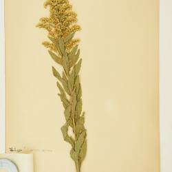 Solidago altissima