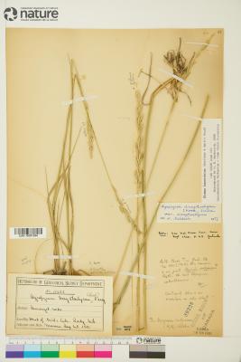 Elymus pseudorepens