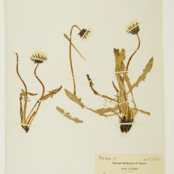 Taraxacum ceratophorum