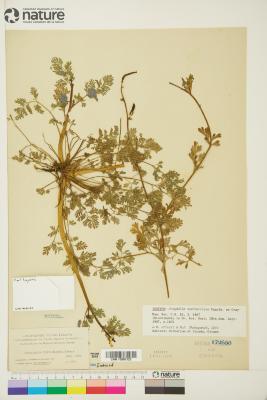 Corydalis curvisiliqua