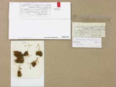 Oligotrichum hercynicum