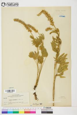 Lupinus leucophyllus