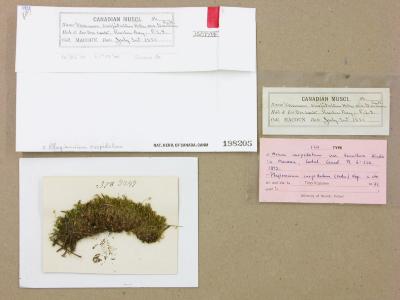 Plagiomnium cuspidatum