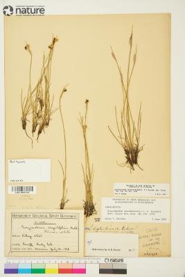 Sisyrinchium septentrionale