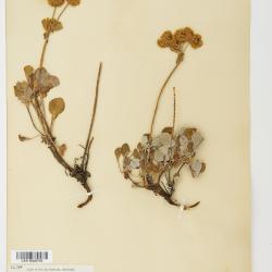 Eriogonum umbellatum