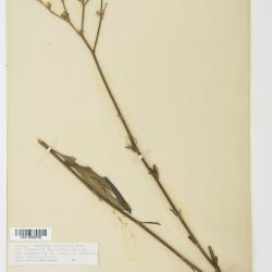 Eriogonum longifolium