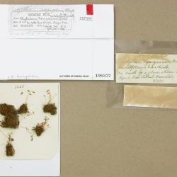 Oligotrichum hercynicum